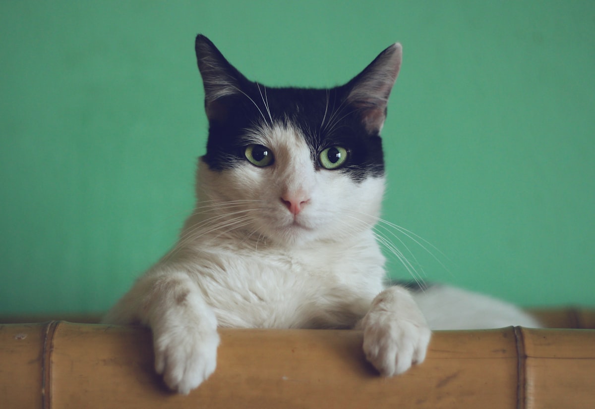 Grey cat patient at a veterinary clinic