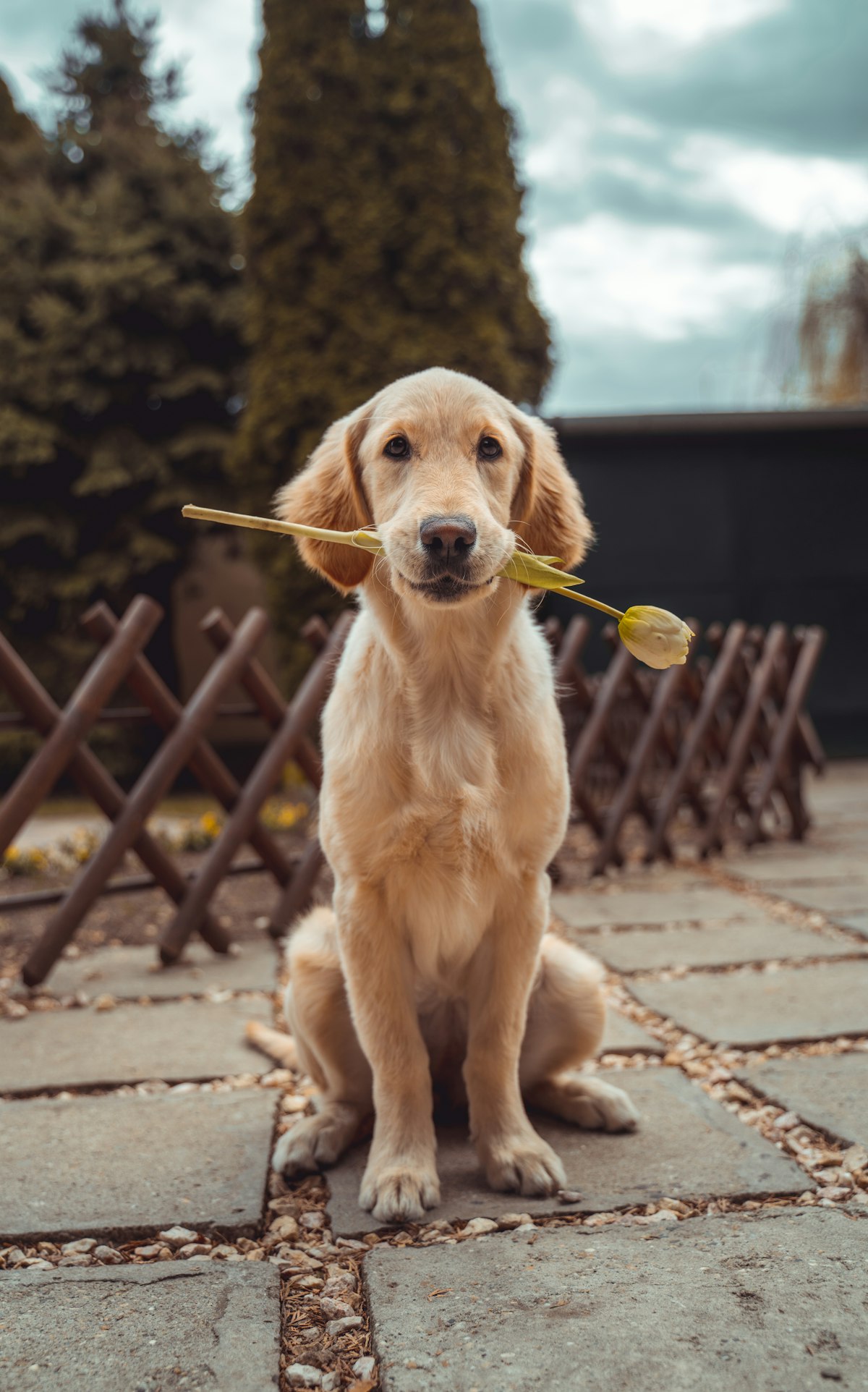 Golden retriever patient at a veterinary clinic