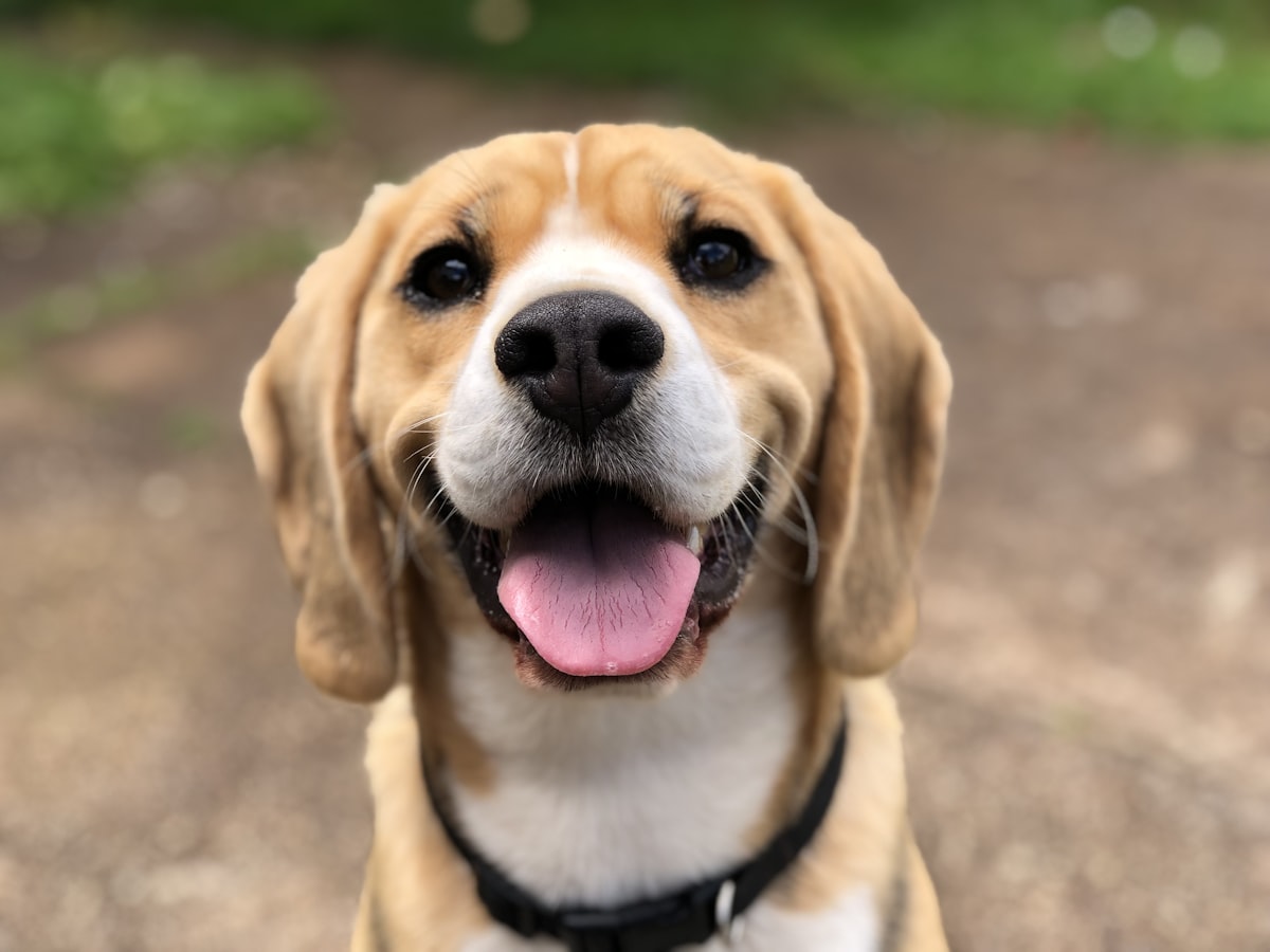 Happy dog running outdoors