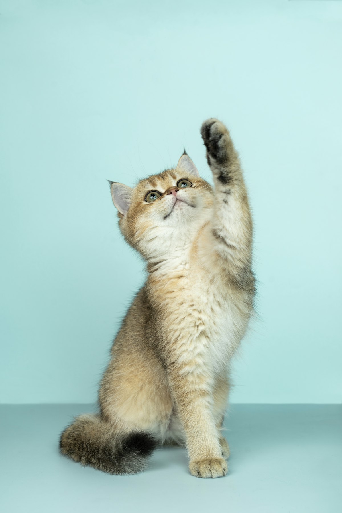 Kitten patient at a veterinary clinic