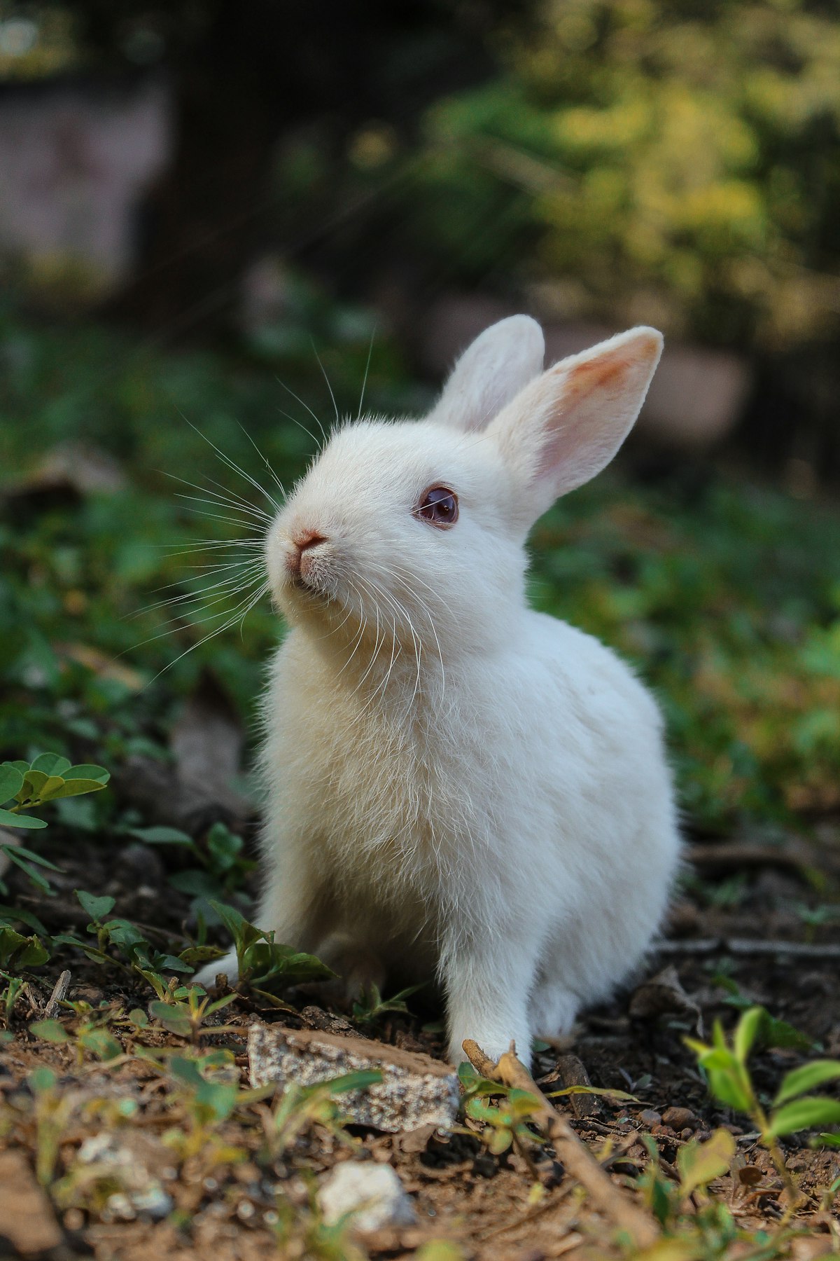 Rabbit patient at a veterinary clinic